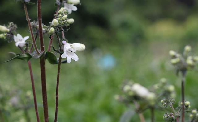 Foxglove Beardtongue Flowers Pictures