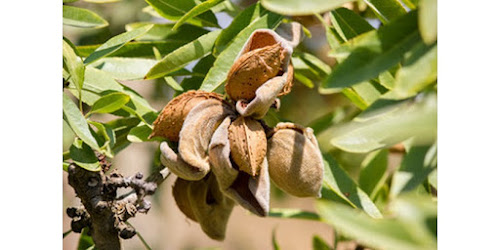  JUAL KACANG ALMOND KILOAN MURAH Nabire