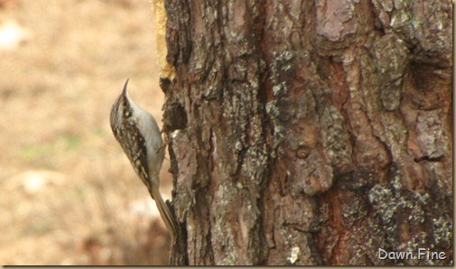 Feeder birds_018