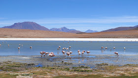 Pink Flamingos, Laguna Canapa, Uyuni Salt Flats Tour, Bolivia