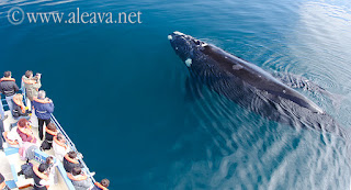 Whale watching in Peninsula Valdes