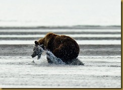 Bear grabbing Fish