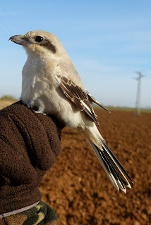 Alcaudón Estepario (Lanius pallidirostris)