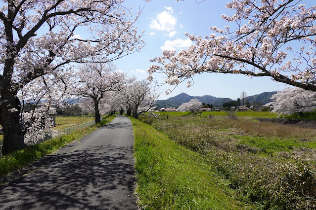 法勝寺川桜並木道　ソメイヨシノ桜