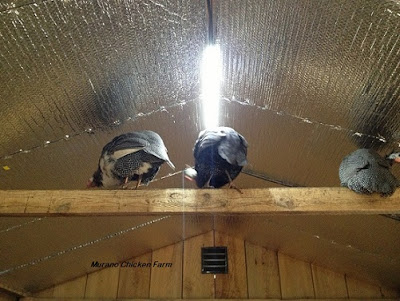 LED lights in chicken coop, winter