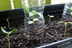 Russian Mammoth Sunflower Seedling at 6 Days