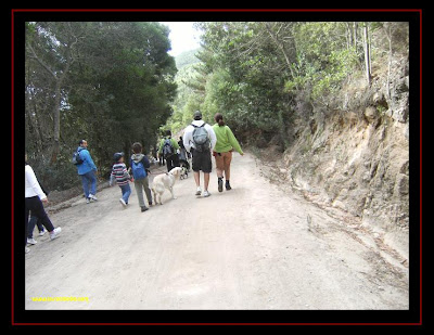 pastor australiano e golden retriever na serra de sintra 