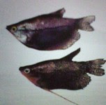  bentuk badan pipih dengan belang berwarna gelap  Mengenal Ikan Sepat Siam - Belontiidae