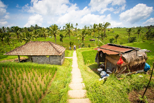 Risaie di Jatiluwih-Bali