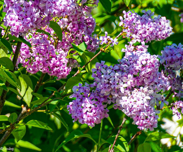 lilacs in springtime photo by mbgphoto