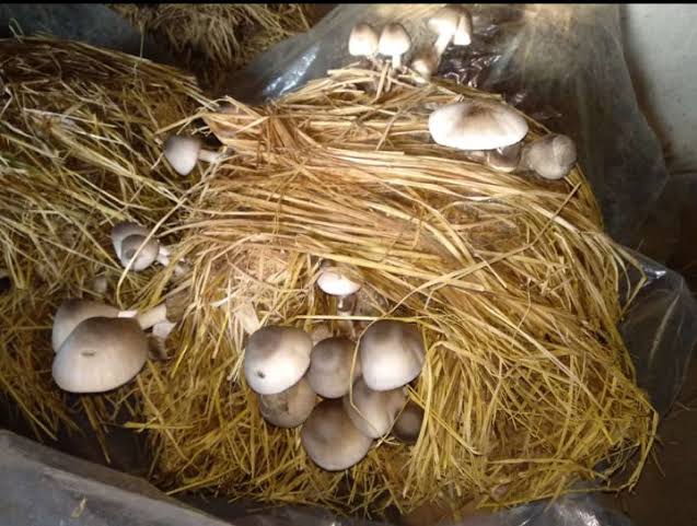 paddy straw mushroom Farming