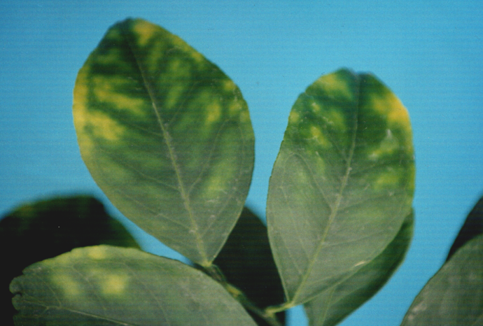 Symptoms of Boron (B) toxicity in orange leaves.