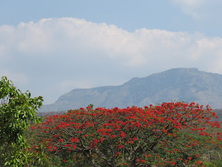 bandipur night safari