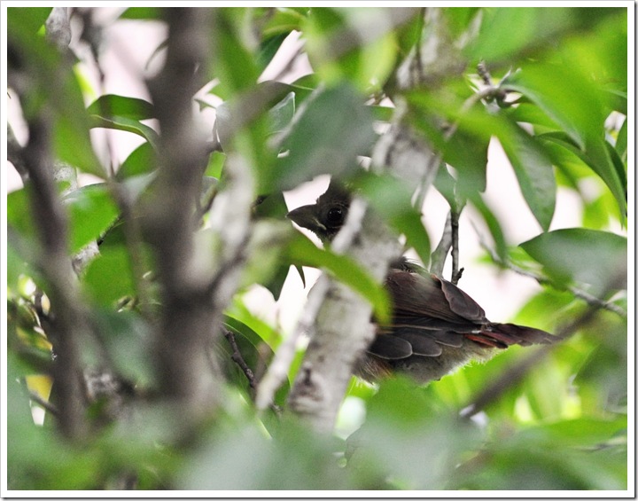 baby redbird 005 sz