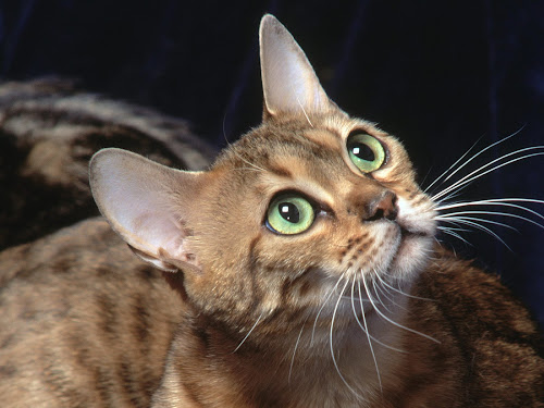 Cat Part 125 - Animal Wallpaper