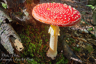 Fliegenpilz (Amanita muscaria) im Chiemerwald bei Immensee