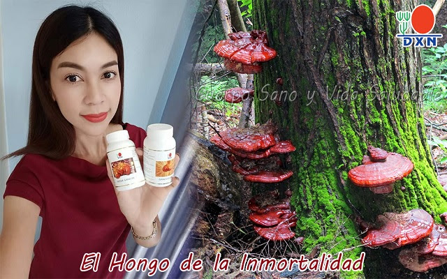 GANODERMA LUCIDUM: El Hongo de la INMORTALIDAD