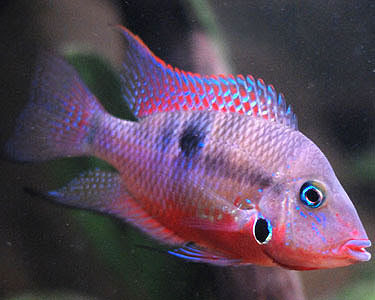 Firemouth Cichlid Fish