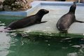 seals - Bermuda Aquarium and Zoo