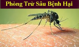 Phòng trừ sâu bệnh