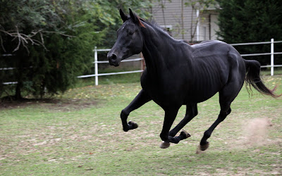 Fotografías e Imágenes de caballos|Horses Pictures Photography Images and Wallpapers