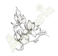 https://sklep.agateria.pl/en/flowers/722-magnolia-5902557824144.html