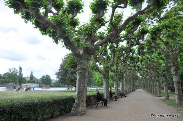 Plane trees, River Main in Frankfurt, Germany