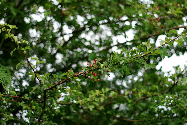 beautiful image of hawthorn plant 