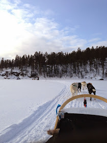 Husky Sled, Arctic Circle