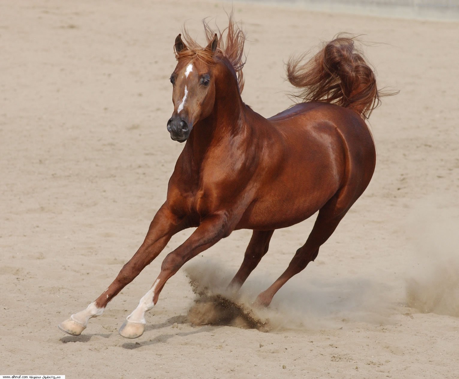 Brown Horse Riding Quality  Okay Wallpaper