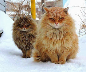 Funny cats - part 91 (40 pics + 10 gifs), two fluffy siberian cats in the snow