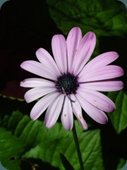 DSCF5684