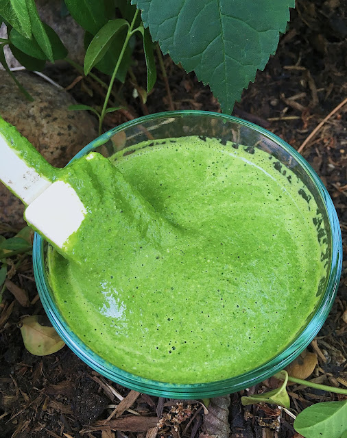 Nut Free Summer Squash Pesto (Gluten Free, Vegan) 