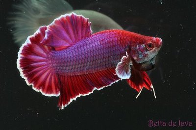 NdiLo Blog: Budidaya Ikan Cupang (Betta spelendes)