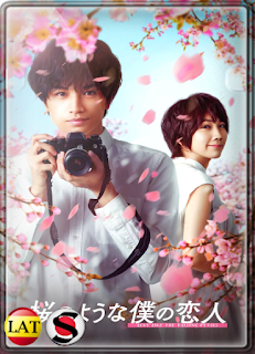 Efímera Como la Sakura (2022) WEB-DL 1080P LATINO/JAPONES
