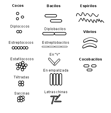 Endosporas características