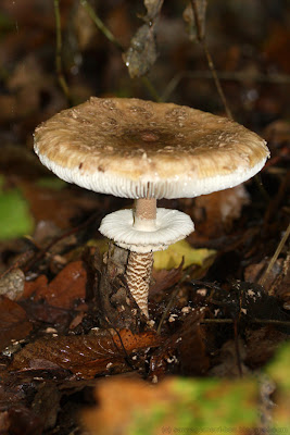 Très certainement une lépiote élevée (macrolepiota procera)