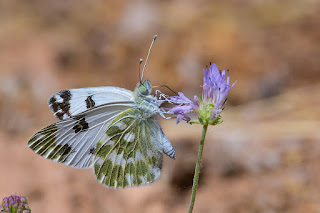 mariposa-blanquiverdosa-pontia-daplidice-