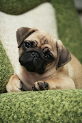 Pug Puppy Pictures. The pug well explained by the phrase multum You parvo it .
