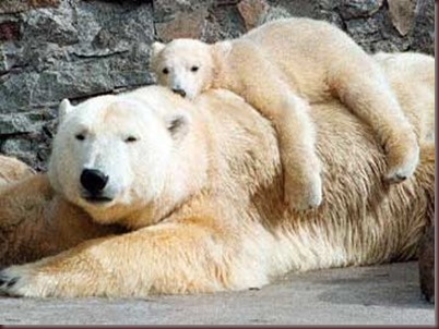 Amazing Animals Pictures Polic Bear (3)