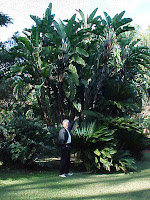 White Bird Of Paradise Tree