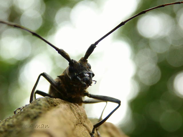 Monochamus grandis