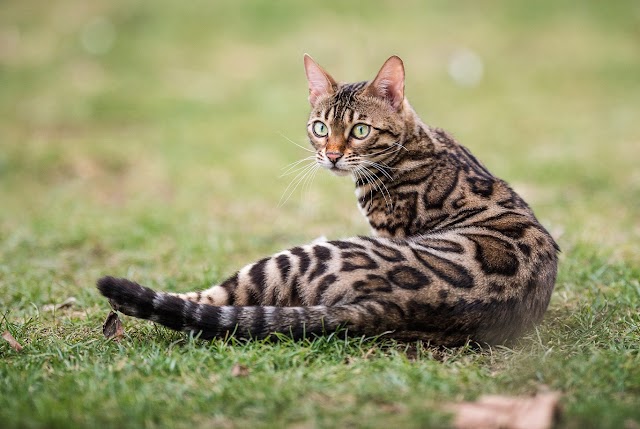 Guia completo sobre a raça de gato Bengal