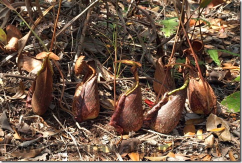Nepenthes_rafflesiana_bako_national_park