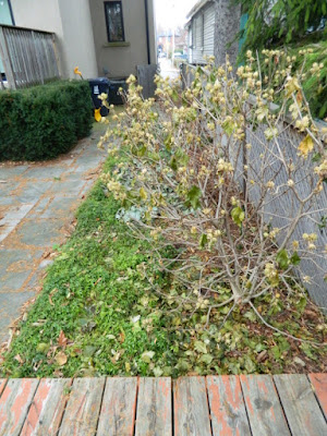 Toronto Oakwood Vaughan Backyard Fall Cleanup Before by Paul Jung Gardening Services--a Toronto Gardening Services Company