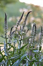 Black cohosh is a flowering plant.Its scientific names are Actaea racemosa and Cimicifuga racemosa,The root is used for medicinal purposes.Black cohosh is commonly used for symptoms of menopause,premenstrual syndrome,painful menstruation,weak and brittle bones.