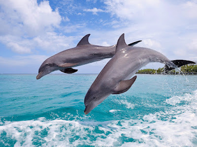 foto de delfines en mar