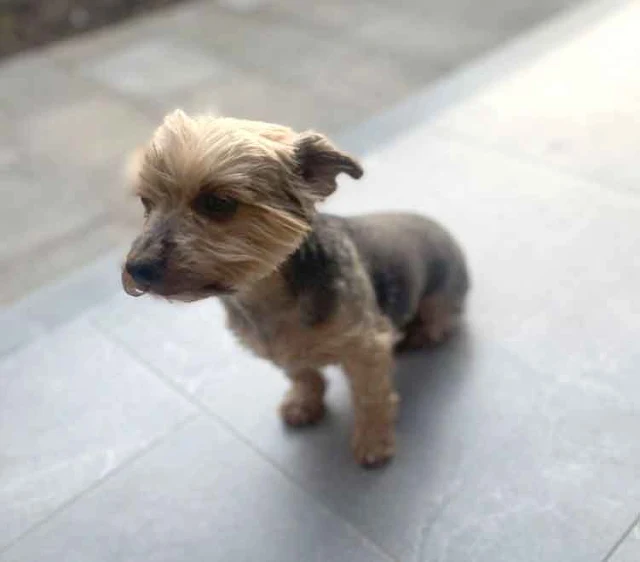 Yorkshire Terrier male