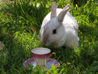 white rabbit, fotograf Maria-Thérèse Sommar Härnösand