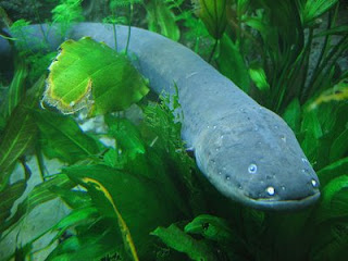 electric eel